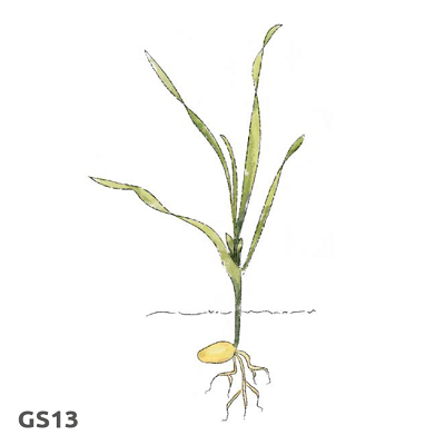 Illustration of cereal growth stage 13